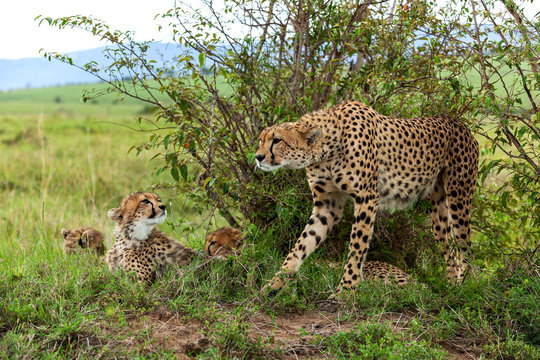 Cheetah With Cub In Masai Mara, Cheetah, Safari,nature