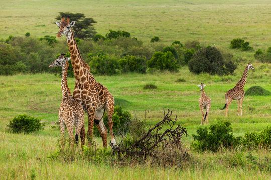 giraffes Maasai Mara National Park, Kenya, animal, wildlife