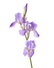 Fototapeta na wymiar Light lilac flower isolated on a white background. Iris croatica