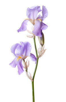 Light lilac flower isolated on a white background. Iris croatica