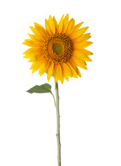Sunflower isolated on a white background