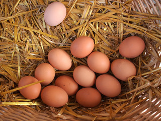 Fresh organic brown eggs