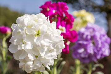 アラセイトウの花のアップ