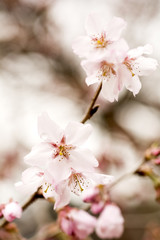 Obraz premium 高遠小彼岸桜の花