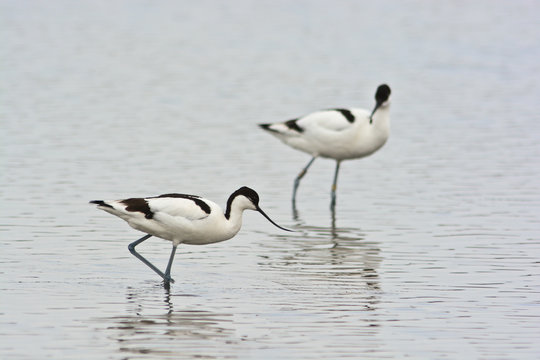 avocetta (Recurvirostra avosetta) coppia nello stagno