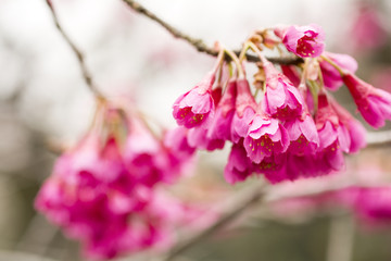 緋寒桜の花のアップ