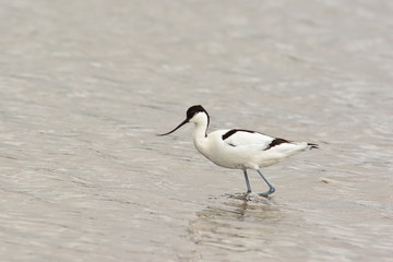 avocetta (Recurvirostra avosetta) nello stagno