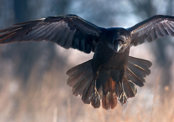 Raven in flight