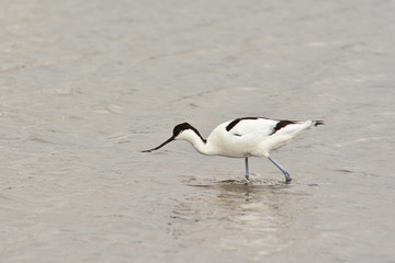 avocetta (Recurvirostra avosetta) nello stagno
