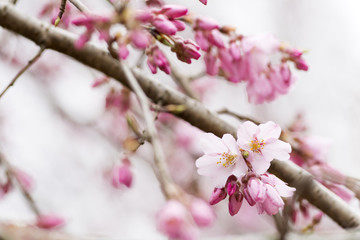 Fototapeta na wymiar 枝垂れ桜の花