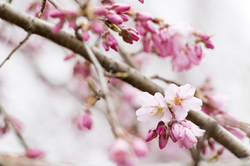 枝垂れ桜の花