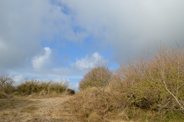 dune grasses on coastal dune at Belgian seaside