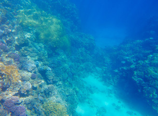 Fototapeta na wymiar coral reef