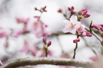 枝垂れ桜の花
