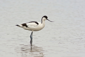 avocetta (Recurvirostra avosetta) nello stagno