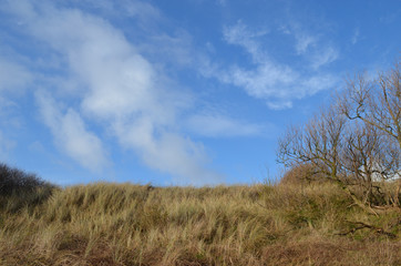 dune grasses on coastal dune at Belgian seaside