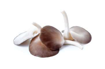 Indian Oyster, Phoenix Mushroom On White Background