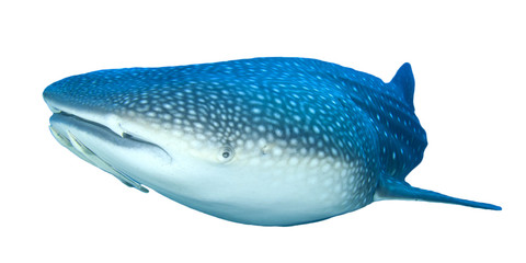 Fototapeta premium Whale Shark isolated on white background
