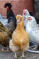 beautiful organic chickens on a farm