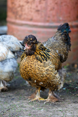beautiful organic chickens on a farm