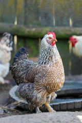 beautiful organic chickens on a farm