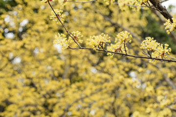サンシュユの花
