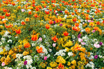 Giardino fiorito 
