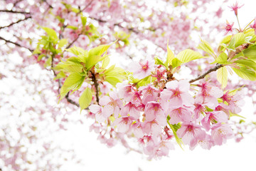 修善寺寒桜の花のアップ