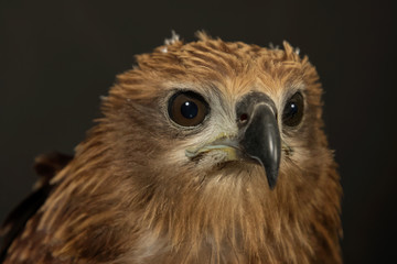 Obraz premium Close up red Hawk.