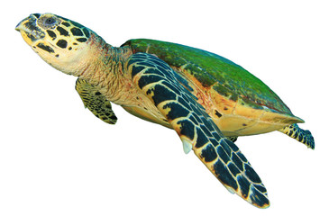Karetschildpad zeeschildpad geïsoleerd op witte achtergrond