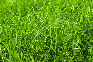 Green grass growing from a spring lawn.
