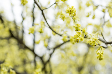 トサミズキの花