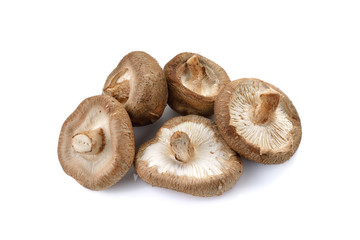 Shiitake mushroom on the White background