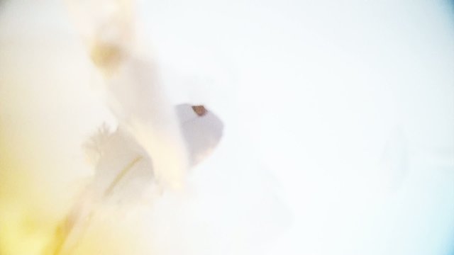White, clear and light feathers floating softly in the air