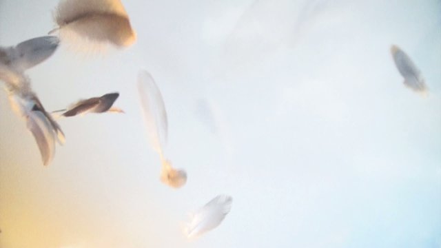 White, clear and light feathers floating softly in clouds