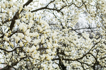 ハクモクレンの花