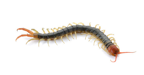closeup of one brown centipede on white background