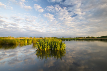  Irysy kwitnące nad polnym jeziorkiem  © Mike Mareen