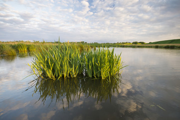  Irysy kwitnące nad polnym jeziorkiem  © Mike Mareen