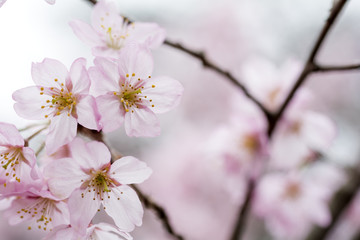東海桜の花のアップ