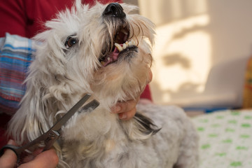 weisser Havaneser beim Hundefriseur