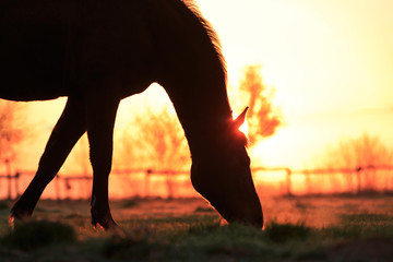 Pferd grast Silhouette