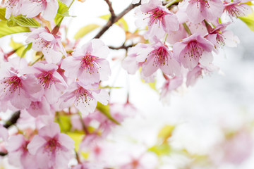 河津桜の花のアップ