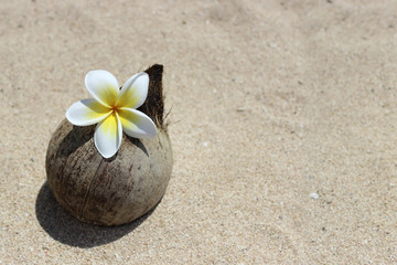 Fototapeta na wymiar кокосовый орех