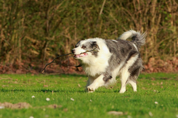Border l&auml;uft mit Stock