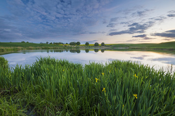  Irysy kwitnące nad polnym jeziorkiem © Mike Mareen