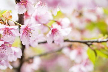 河津桜の花のアップ
