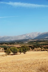 Spanish farmland, Andalusia © Arena Photo UK