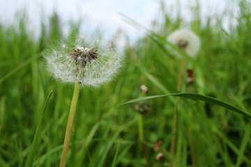 Dandelion fluff that grows on field