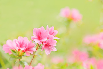 Fototapeta premium 新緑とさつき